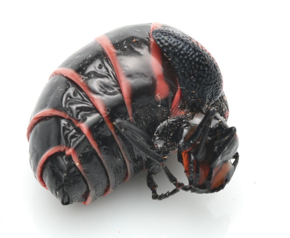 The large individual curled into the fetal position with an orange glob of its toxic blood secreted around its head to avoid predation and hopefully deter entomologists. Unfortunately for him, I had forceps. 