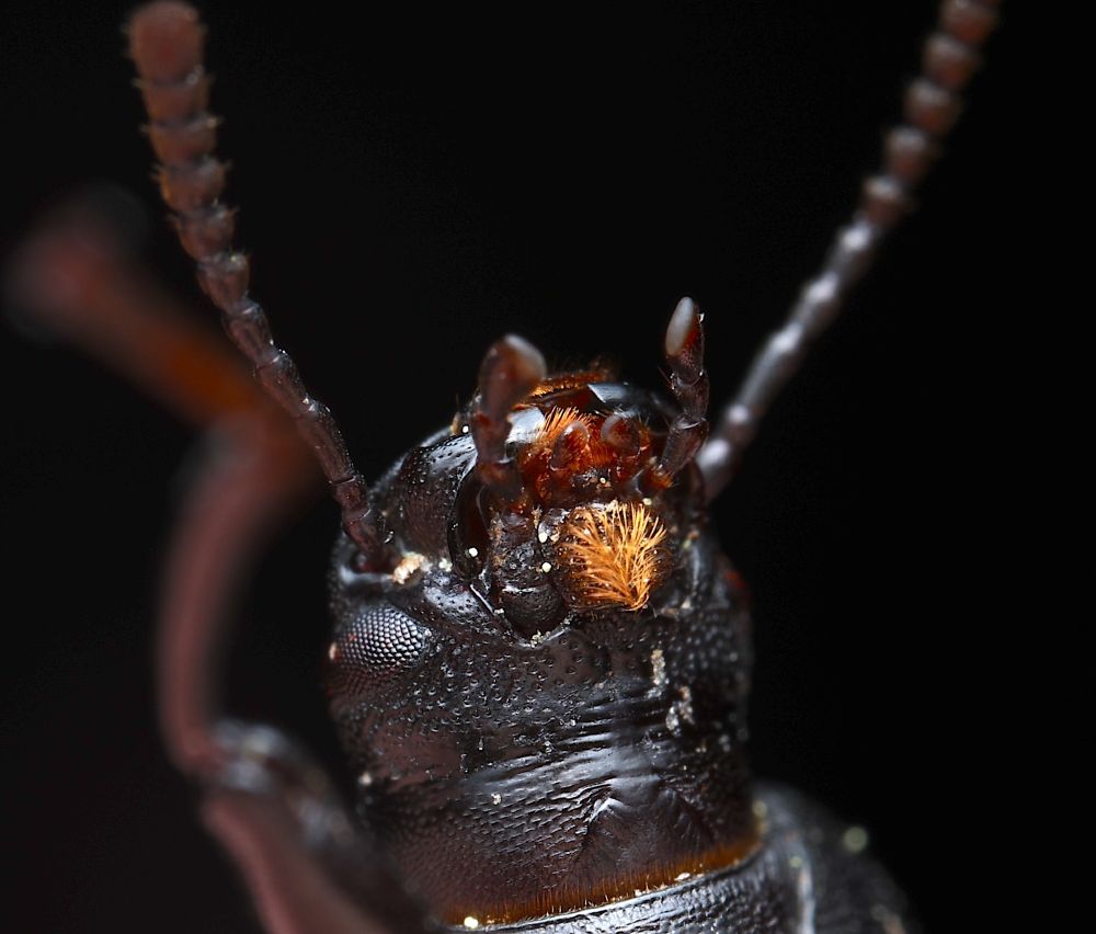 Underside of the head of a black beetle showing a dense tuft of golden setae on its lower lip (called the mentum).