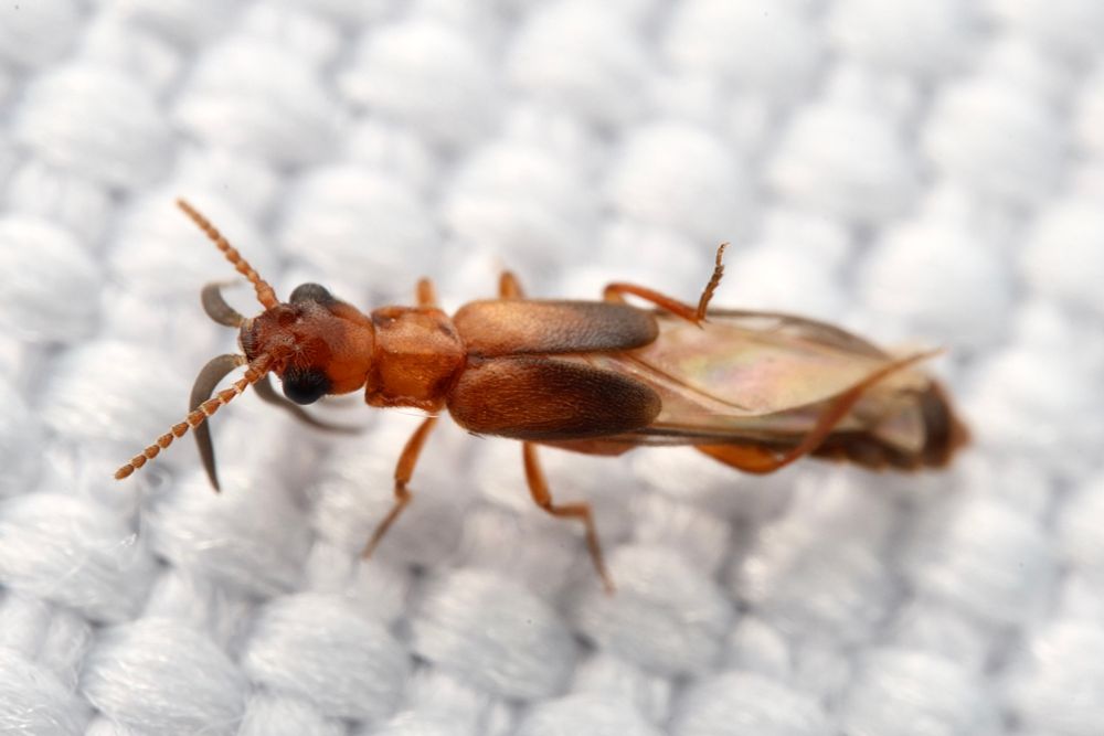 A dull orange-red beetle with short wing covered that are suffused with black tips is standing on a white sheet. The beetle has four long black tentacle-like projections from its mouth. This identifies it as a male. 