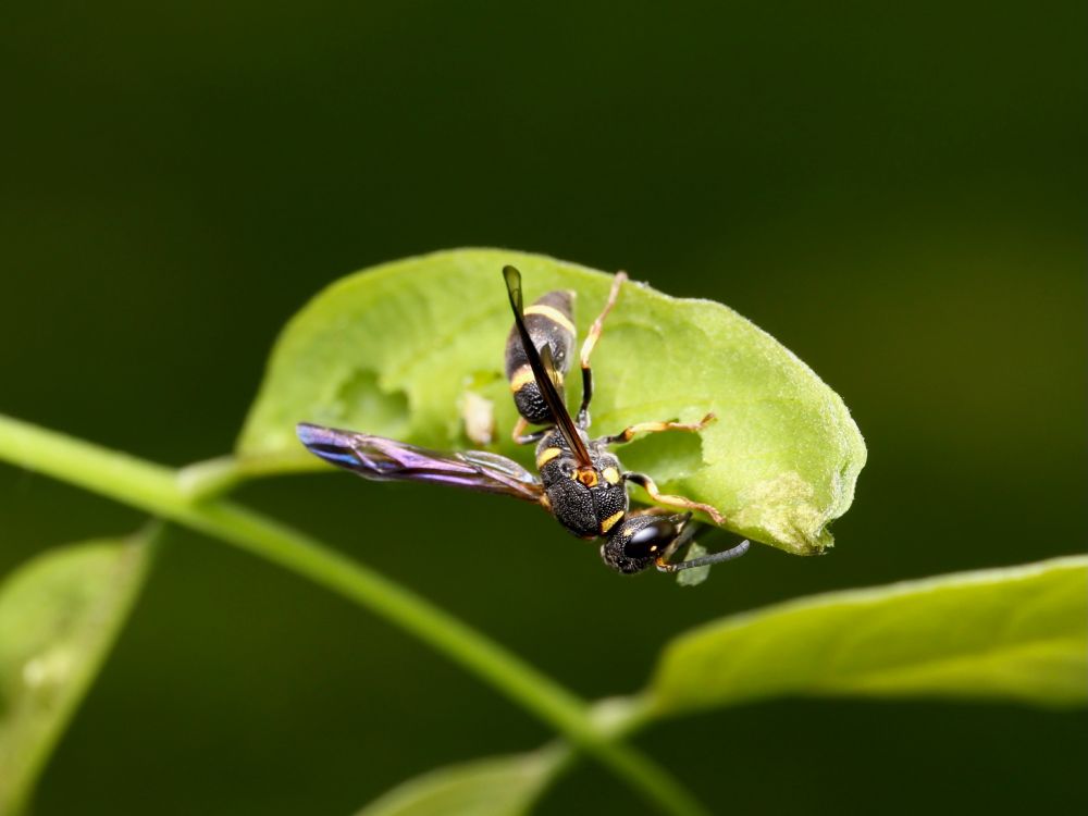 A black potter wasp with yellow markings uses its mandibles to rip holes out of a leaf. An out of focus white blob can be seen inside one of the holes, foretelling why the wasp is doing this work.