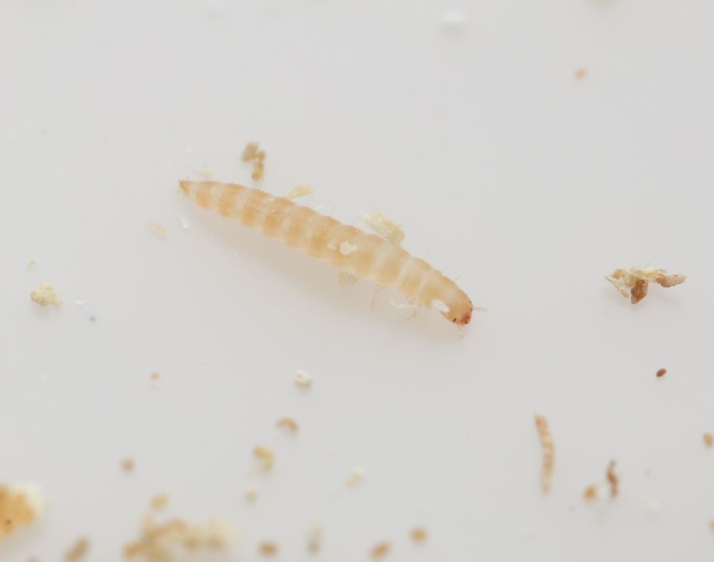 An early instar Peanut Beetle larva that is creamy white with orangish bands and only slightly hardened mouthparts. It is sitting amongs pieces of peanut debris
