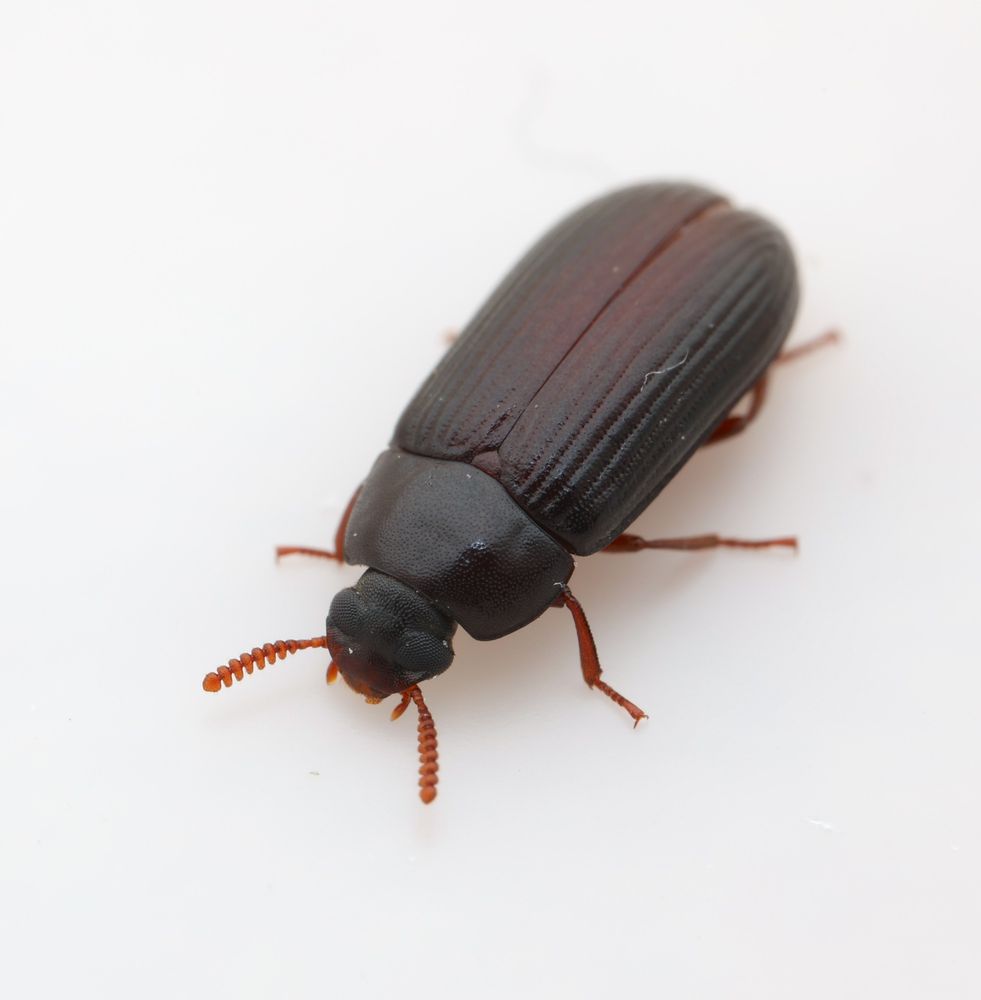 adult darkling beetle on white background, pitchy black with dark reddish highlights. Ulomoides dermestoides, or the Peanut Beetle or Cancer Beetle.