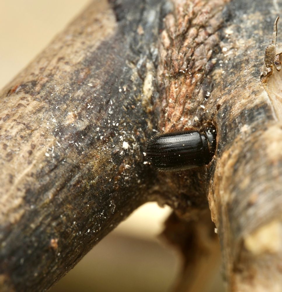 The posterior end of a black beetle sticks out of a hole chewed into the crotch of a tree branch. The beetle is trying to get back in to her gallery to hide from any would-be predators.