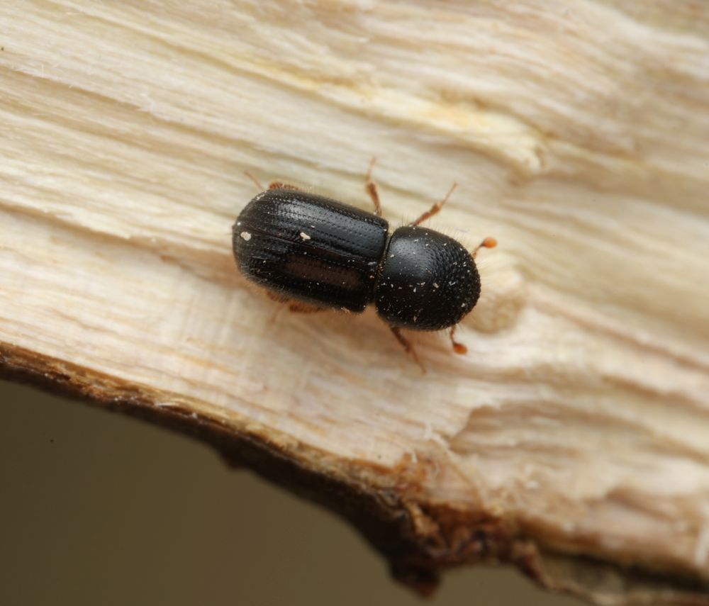 A black beetle with reddish legs and antennae, about 4 mm long, is crawling along a split branch after being rudely interrupted in excavating a gallery to raise her young within.