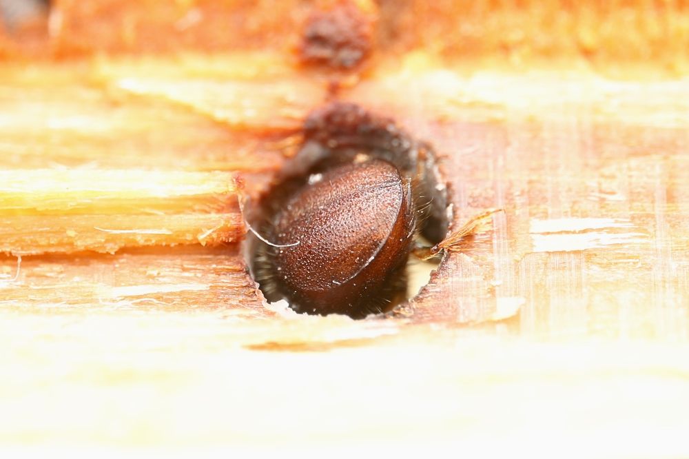 A reddish brown beetle hides in its circular gallery inside a tree branch cut in half. The beetle looks like it was sawn off along with the wood when it was split.