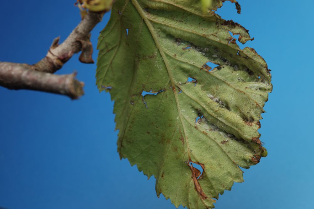 The underside of the same birch leaf is shown where a few waxy aphids can barely be seen inside the folds caused by the deformed leaf growth that their feeding has caused
