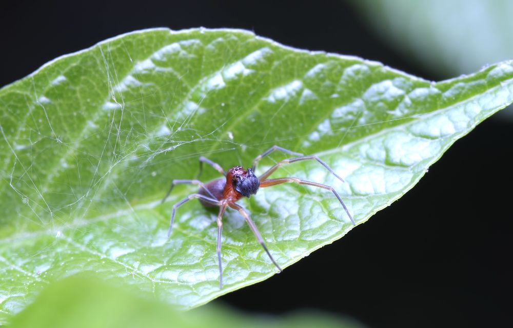 A spider with a red body, pale legs, and hairy black pedipalps sitting under some silken strands on a green leaf