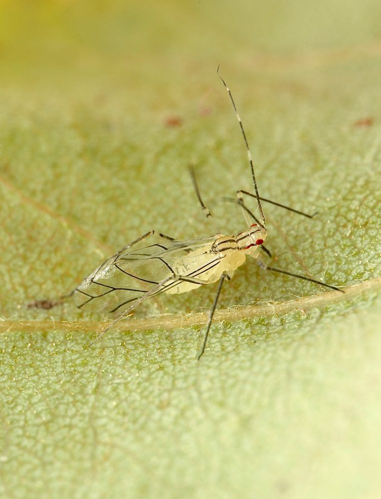 An adult streaked river birch aphid sits on the underside of a green leaf. The aphid is pale yellow-green with black stripes 
down its head and thorax and has skinny black legs and dark black wing veins on otherwise transparent wings. 