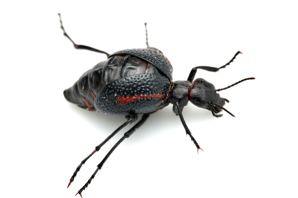 A smaller individual of the same species which seems to have had the abdomen shrivel up some. 