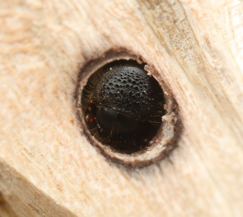 The bumpy black thorax and top of the head of an ambrosia beetle closes off her gallery. Predators or other invaders to her gallery will have a tough time getting past her tightly wedged body which is plugging the hole to the rest of her gallery.