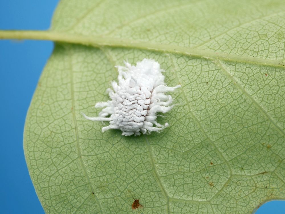 A white fluffy mass of wax that looks a bit like a colonial wig crawls along the underside of a green tuliptree leaf. Between the cottony wisps you can see hints of the pinkish red cuticle of this insect larva. 