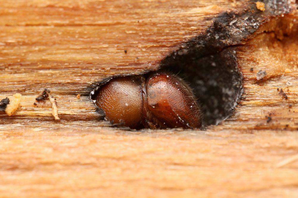 A side view of the reddish brown beetle inside of its gallery. The gallery walls have some white ambrosia fungus growing inside which the beetles brought with them. The beetle fit snuggly in the gallery and could not be easily removed by another insect its size.