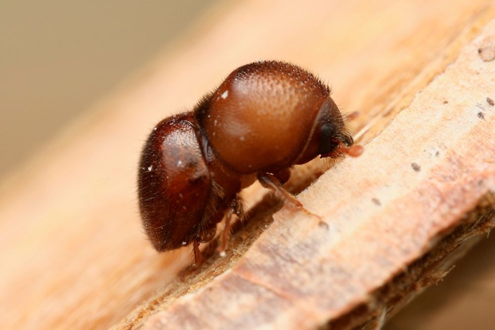 The beetle is crawling out on the wood. The proportions are off for a normal beetle with the head and prothorax being about equal to the rest of the body.