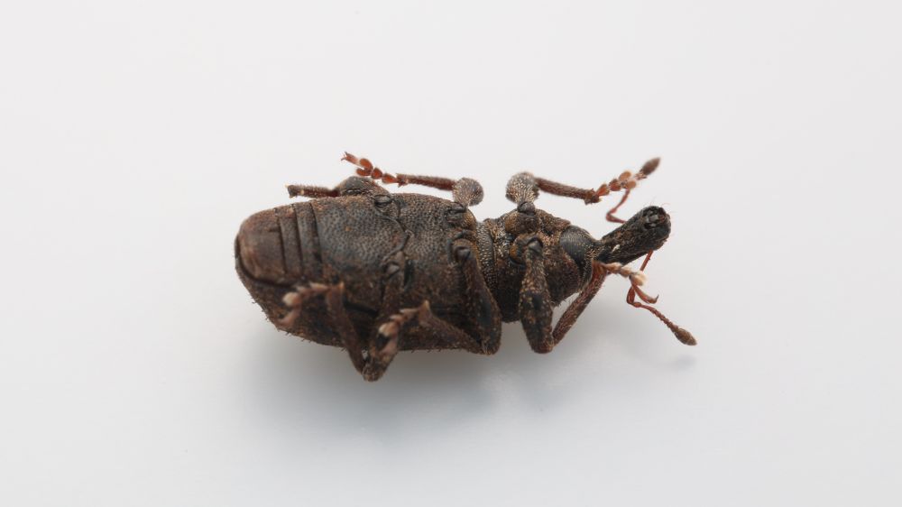 A weevil plays dead laying on its back with its legs and antennae fixed rigidly against its body. Super convincing. 