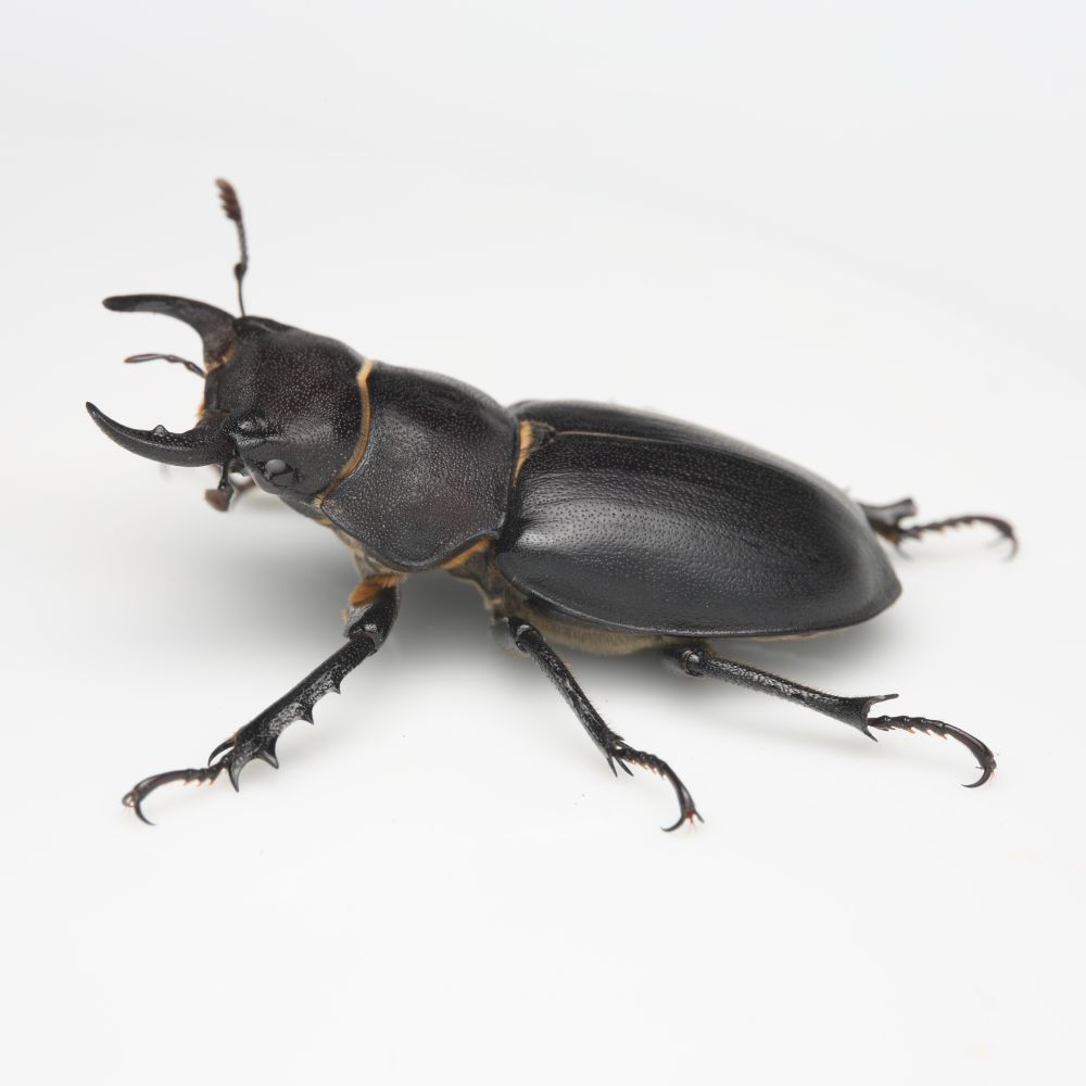 Large black beetle stands with its strong mandibles open, daring you to get your finger too close. 
