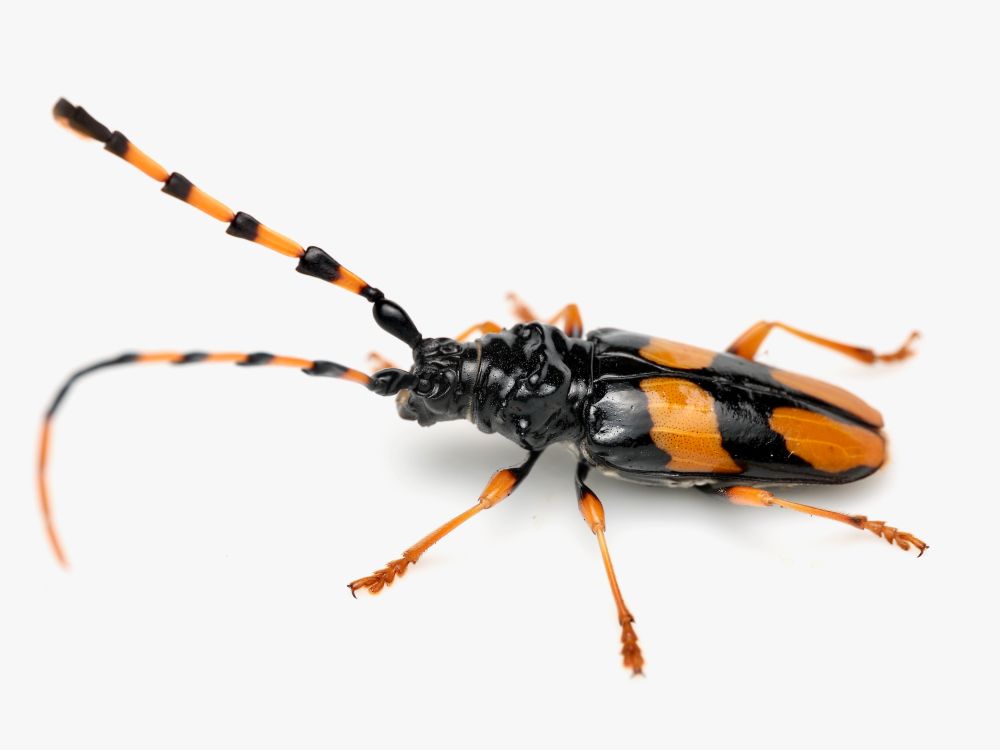 A lateral shot of the same orange and black banded beetle.