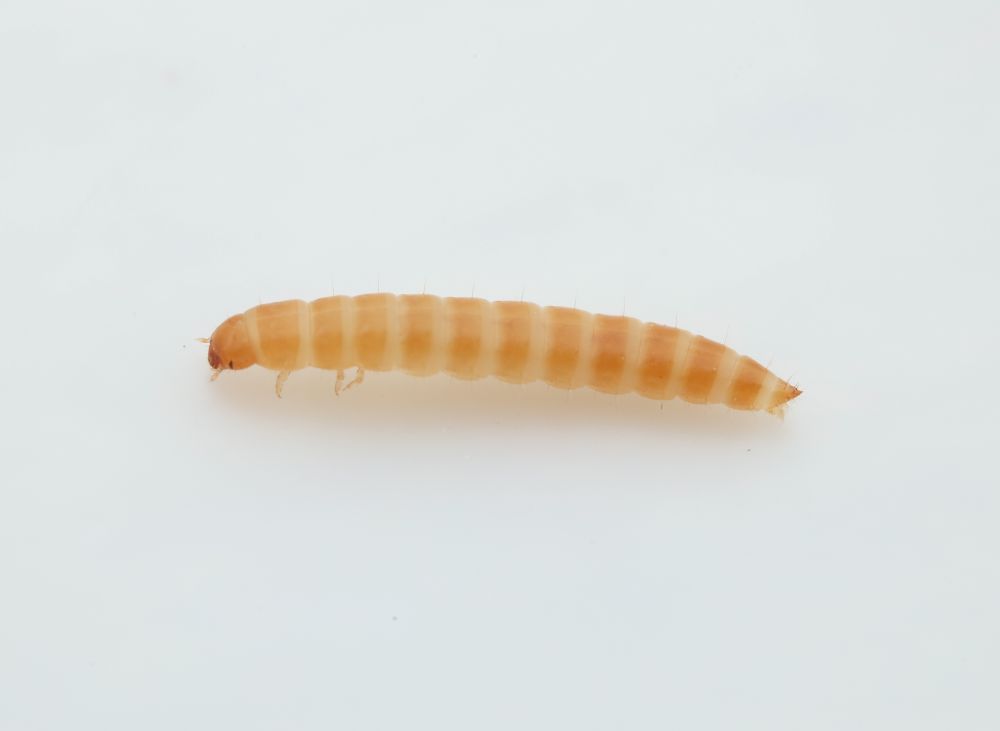 a late instar beetle larva that is banded in darker and lighter colors of orangey-yellow with the tip of the abdomen coming to a point
