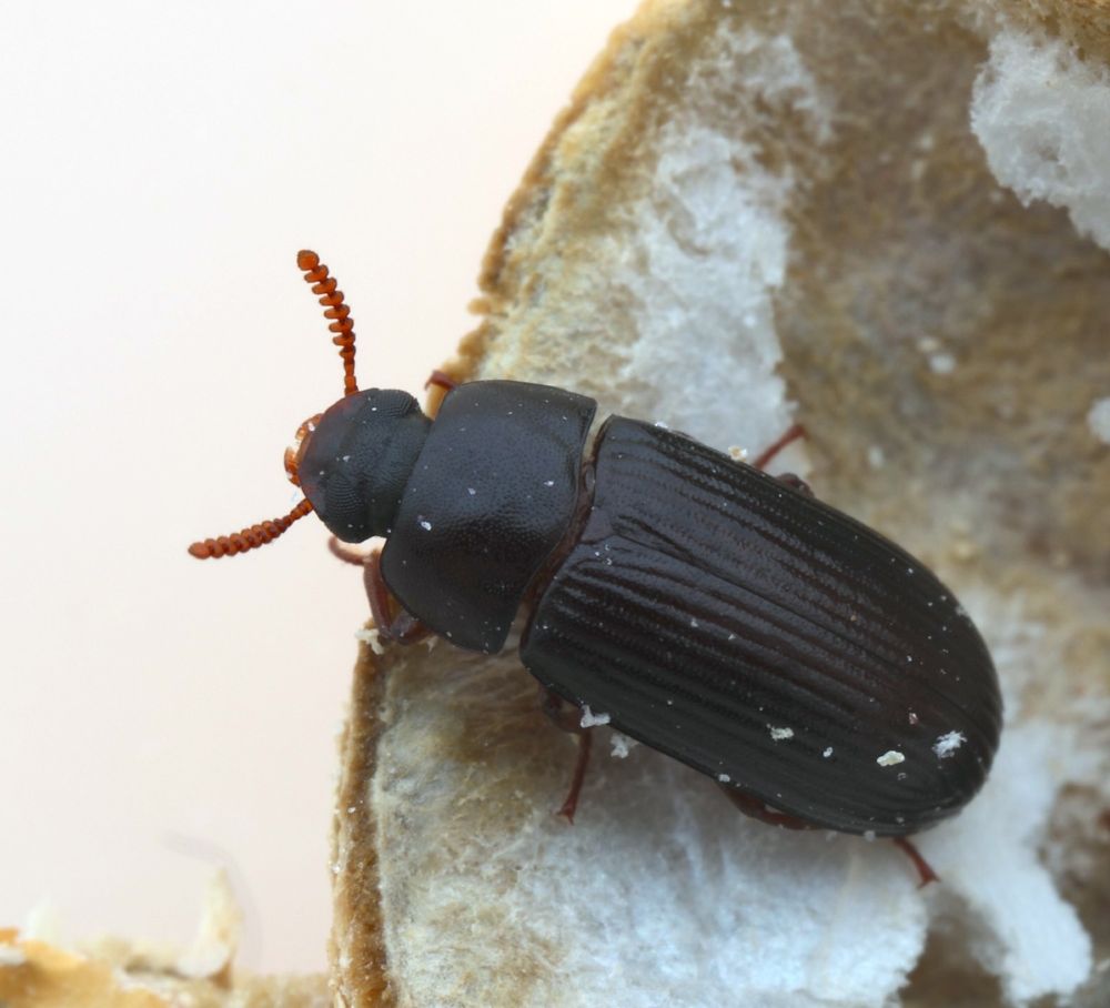 An adult Peanut Beetle on the inside of a peanut shell looking out at the world with its antennae outstretched.