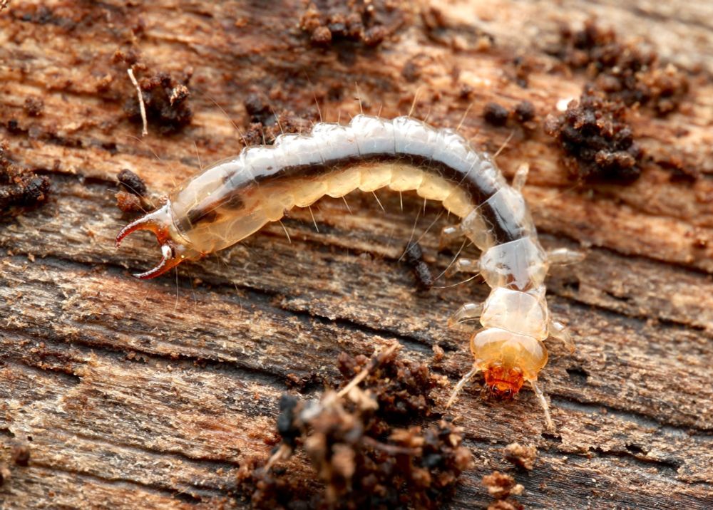 A creamy-yellowish and almost translucent beetle larva is sitting on a dead log where the bark has just been removed. The head bears hardened reddish mandibles, digesting wood and fungi are visible in the gut and appear as a long black tube through most of the insect's body. The hind end of the larva is hardened into a reddish plate with two long cickle-shaped points.