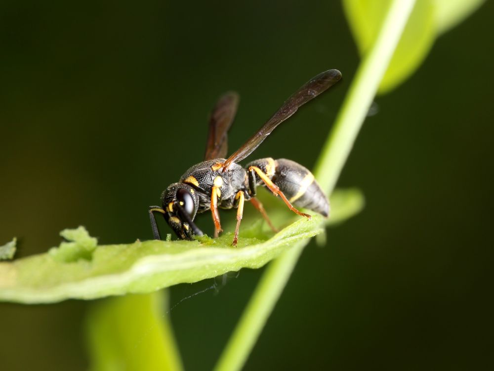 The wasp works its way over the leaf, feeling with its antennae into one of the holes it cut into the leaf.