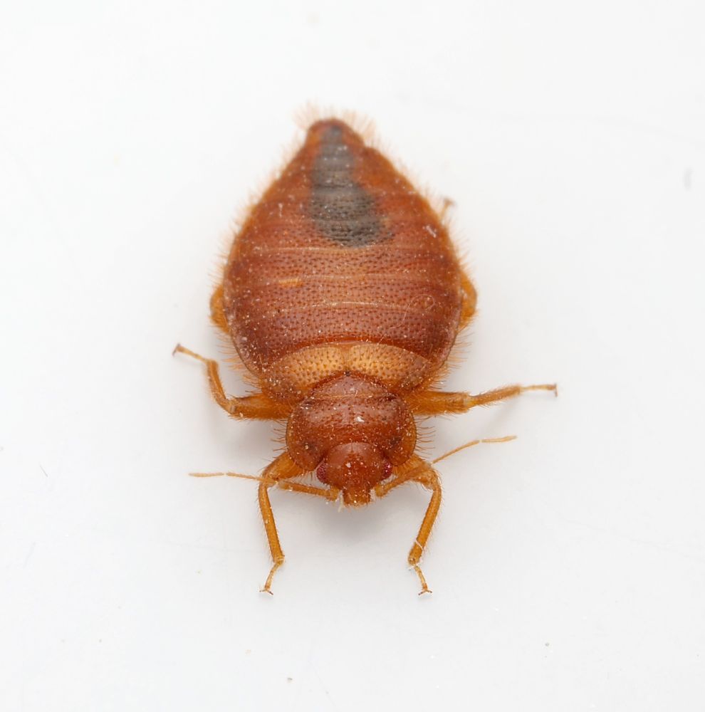 A reddish brown bug is looking towards the camera with its legs and antennae outstretched. The body texture is dotted with deep punctures.