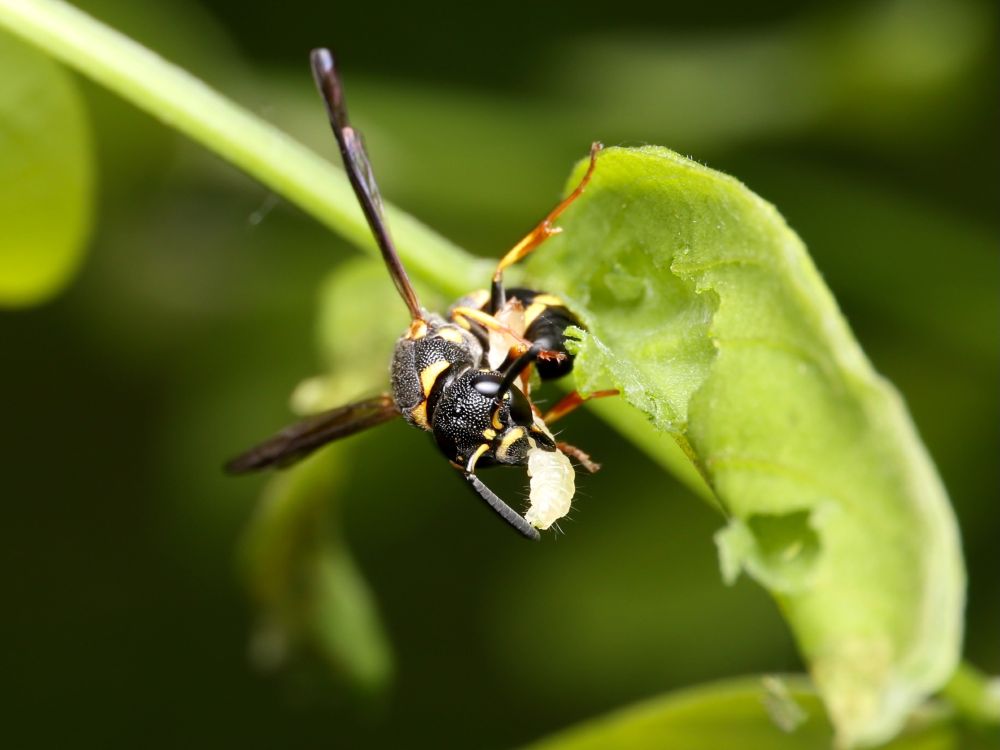 The wasp has pulled its head back from the leaf and has a white caterpillar in its jaws.