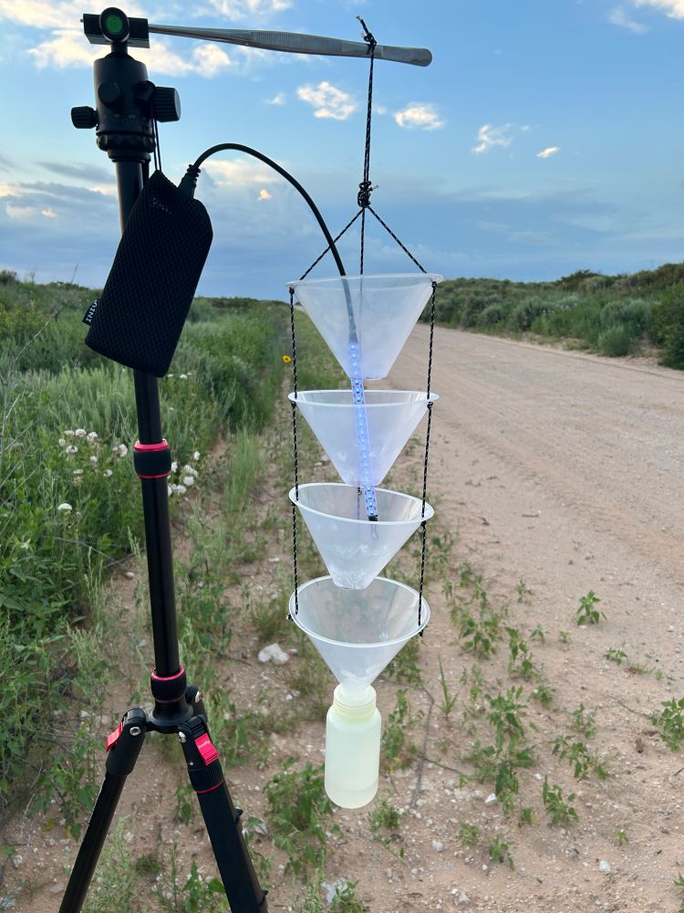Transparent cascading funnels lead to a collecting jar with a blacklight hung through the middle. The whole funnel assembly hangs on a tripod in a sandy plain