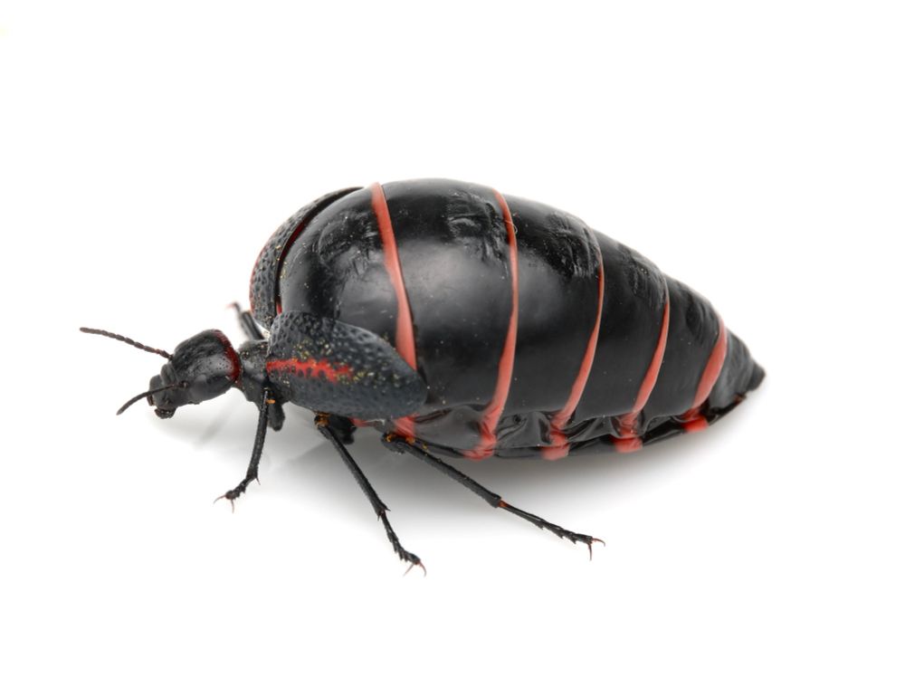 A large, seemingly inflated black beetle with orange red markings on it. The abdomen is blown up and it has tiny hardened front wings which don’t cover its body. 