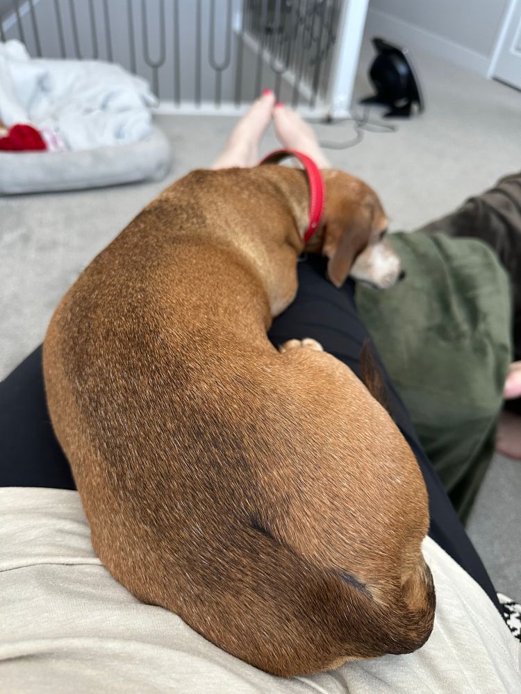 A small (but heavy) long, red dog stretched out over the lap and legs of a person.