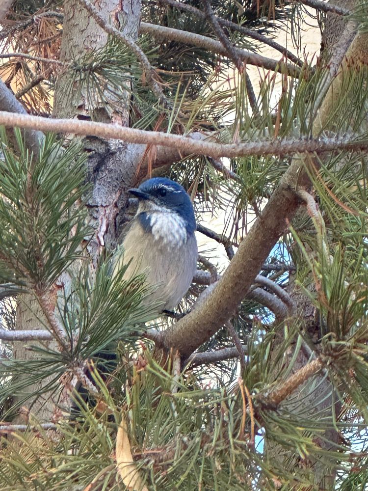Looks like a mountain bluebird sitting in a pine tree. 