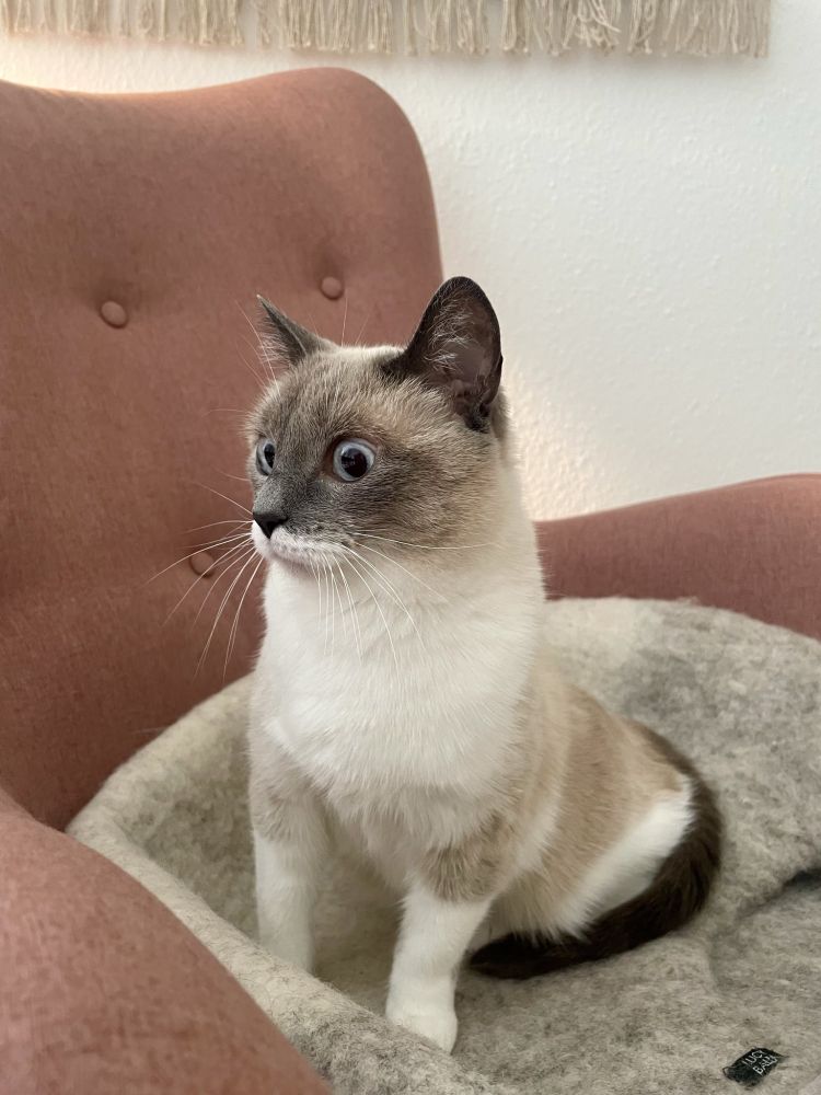 Niedliche, erschrockene Katze