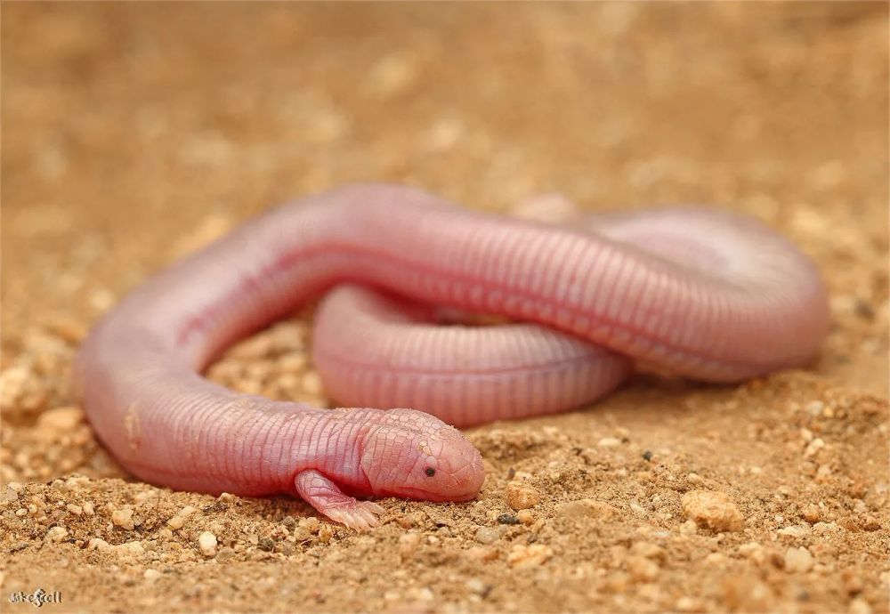 a mexican mole lizard, a species of legless lizard or worm lizard that somewhat resembles an earthworm