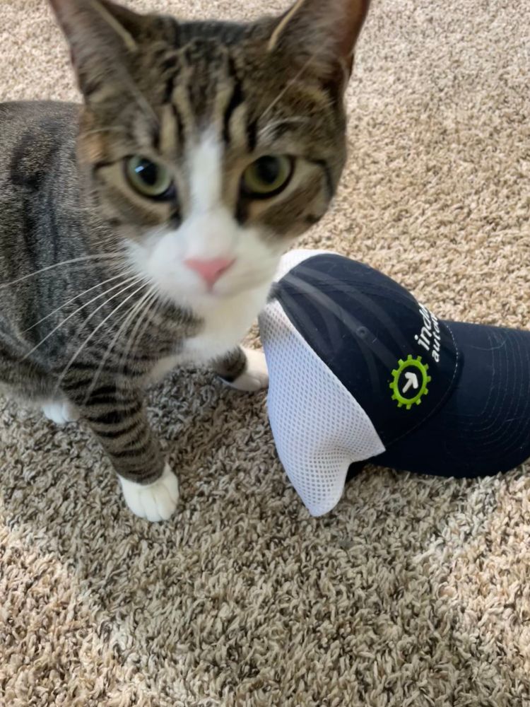 Brown/white cat, and Ignition SCADA enjoyer, sitting proudly over Inductive Automation company hat