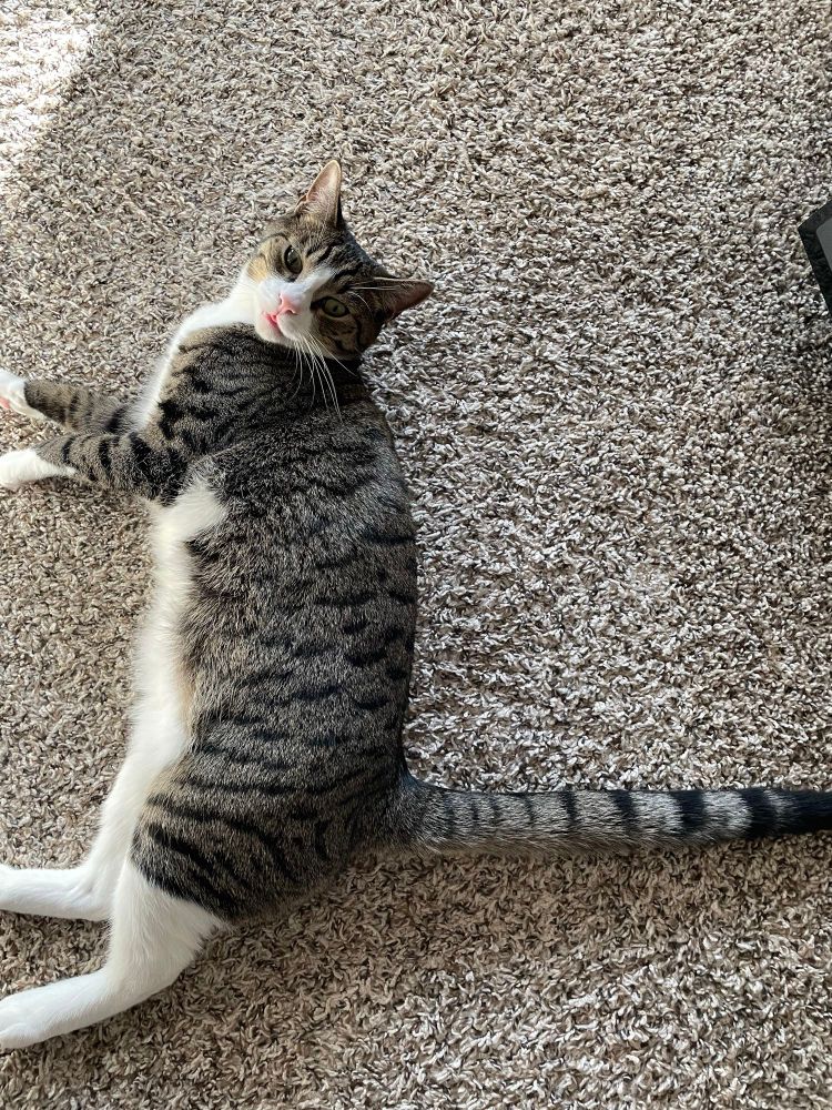 Brown and white cat laying down with a perpendicular tail making a right angle