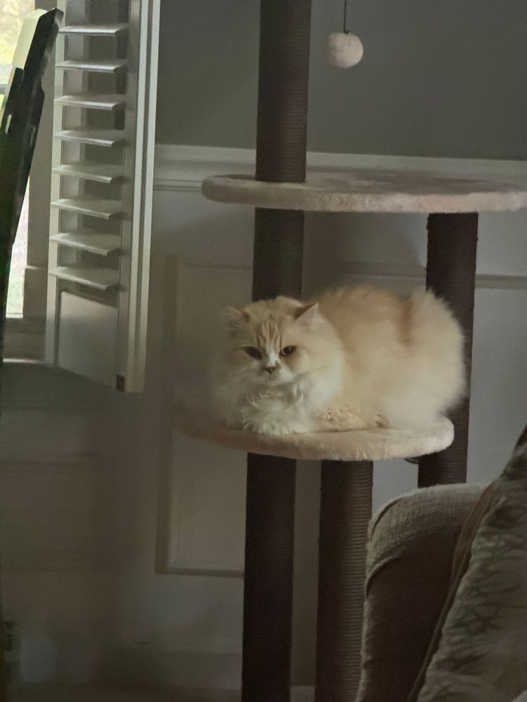 A long-haired cream and orange cat sits on the second tier a thee tiered cat toy 