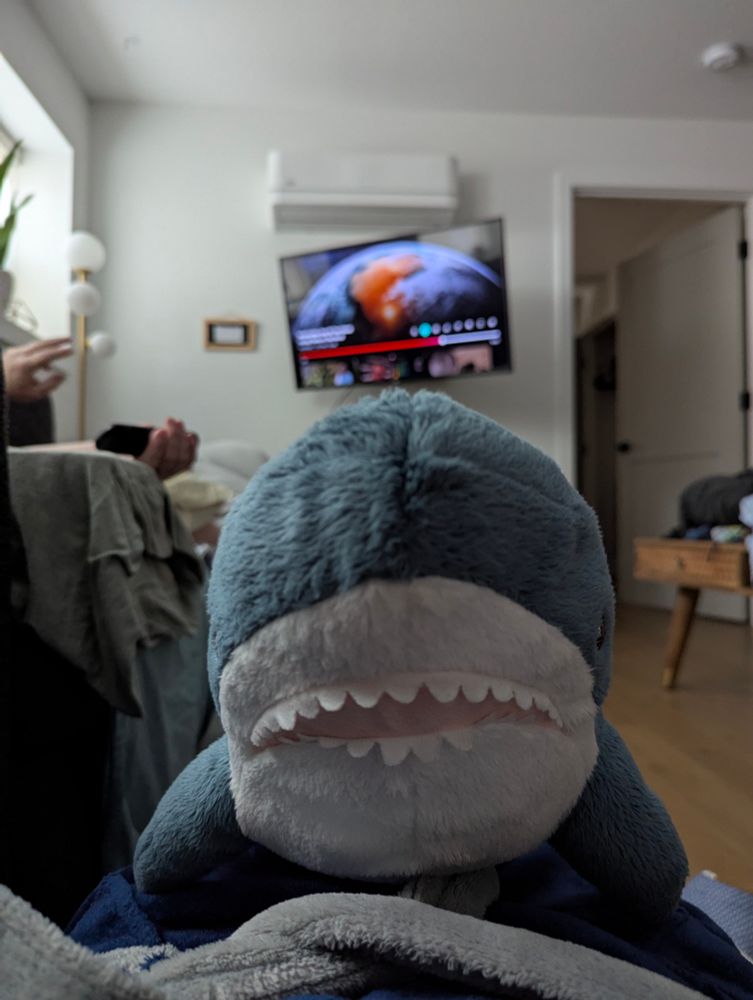 Blahaj facing you, taking up the screen, approaching, It Here, a shark plushie accompanying me