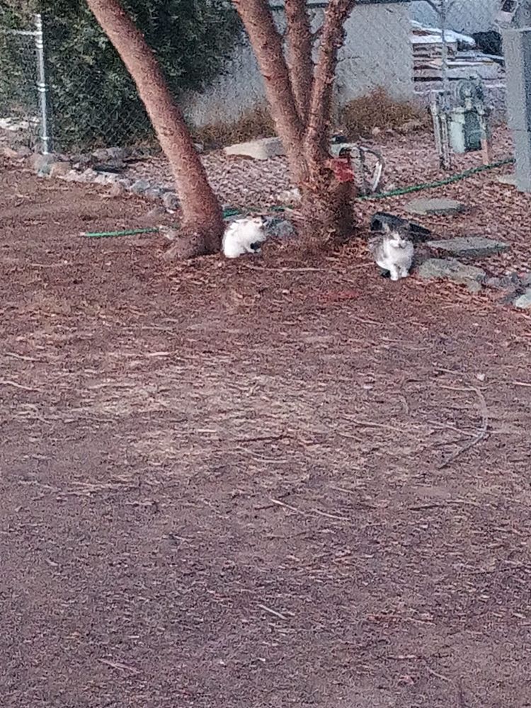 Two of our farel kitties waiting under the tree in our backyard for my partner to come home to feed them. 