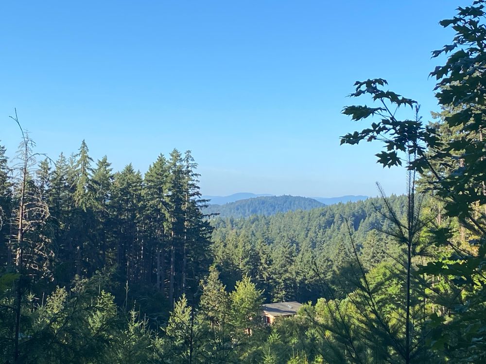A forest with mountains in the background 