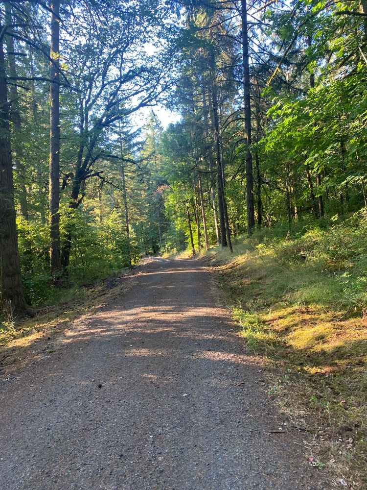 A trail in the forest