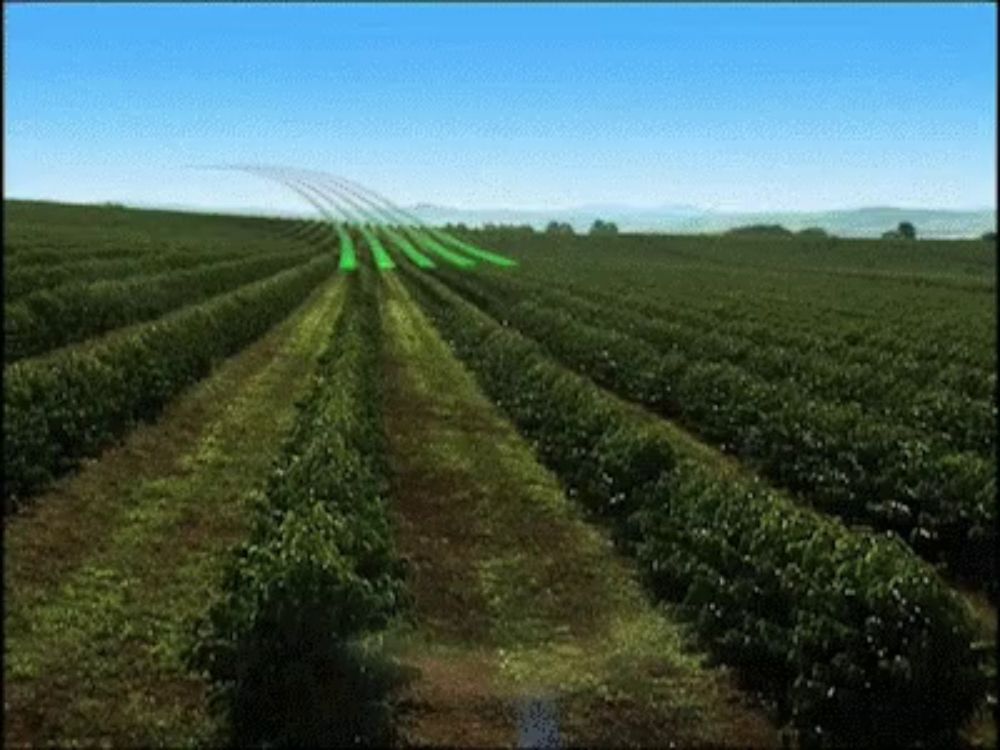 a row of plants in a field with a blue sky