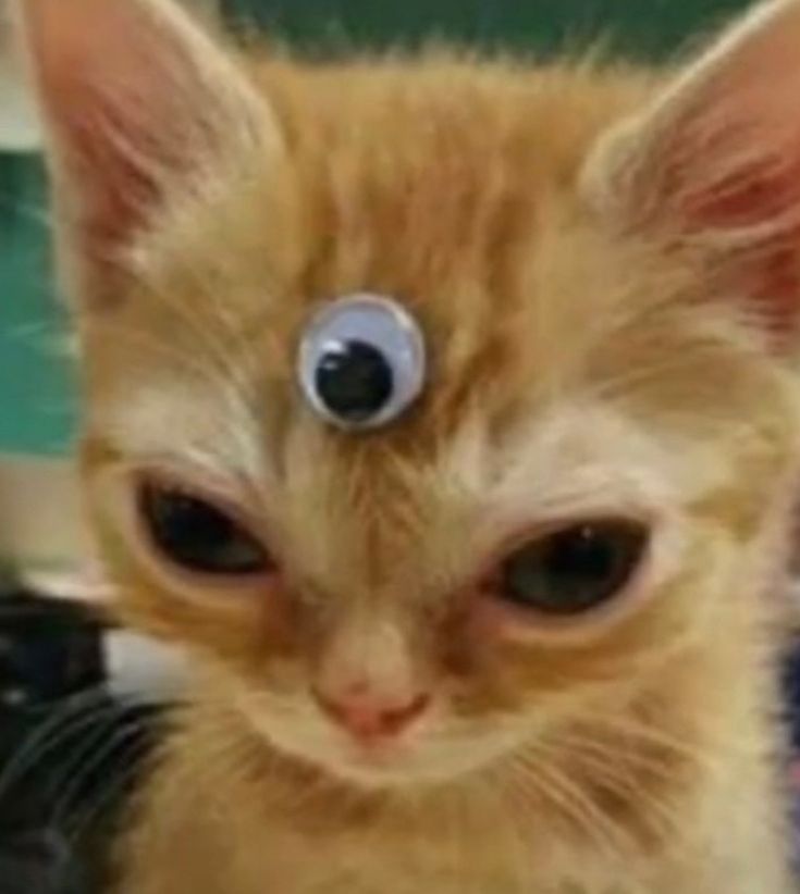 Catto with googly-eye on their forehead
