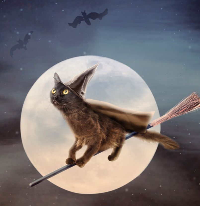 A black cat, wearing a pointed witch's hat and cape, rides a broom in front of a full moon, looking at bats flying in the sky.