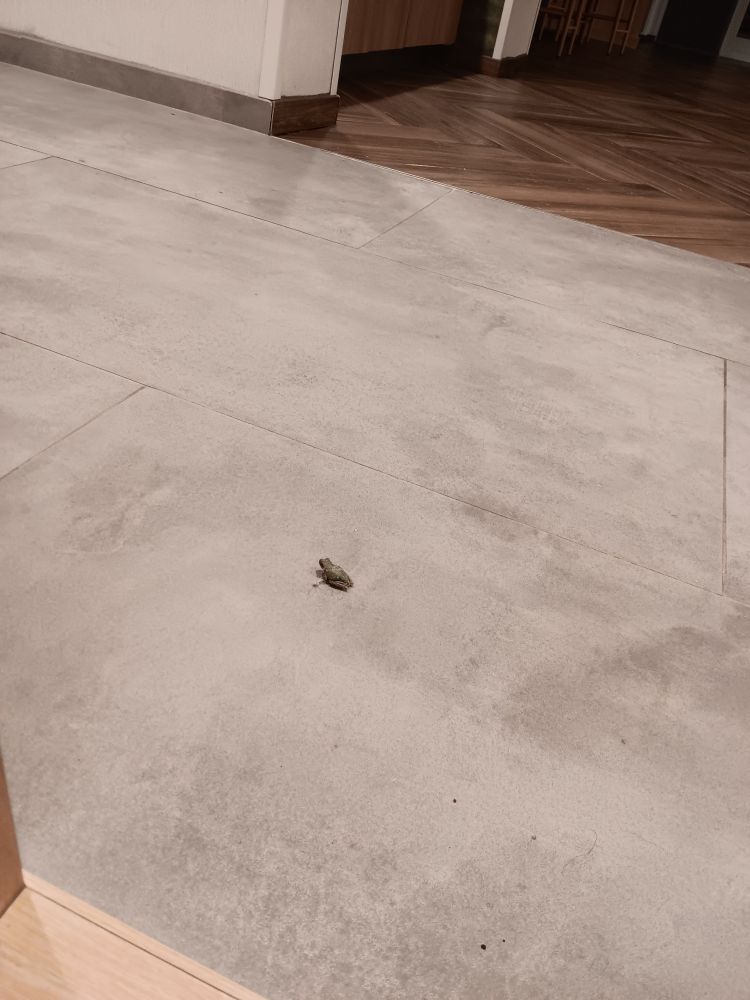little frog on a light grey tile floor in a hotel lobby 