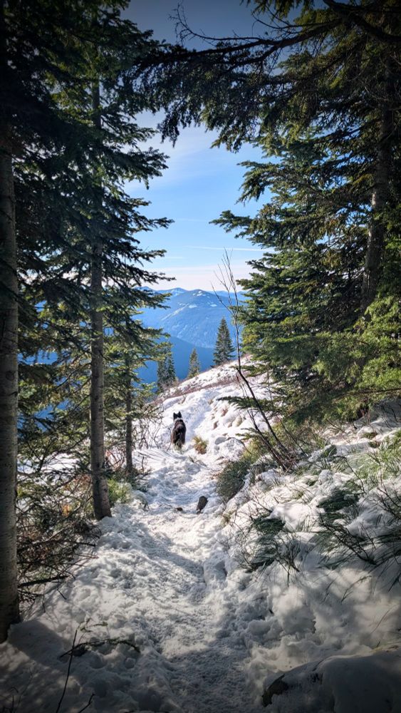 Looking though a portal of evergreens at a dog on a snow-covered trail