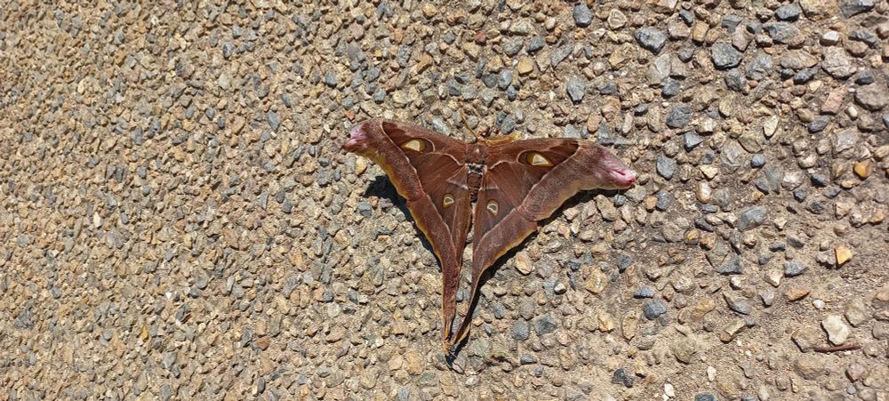 Atlas Moth resting on a gravel and concretepath, looking magnificent.