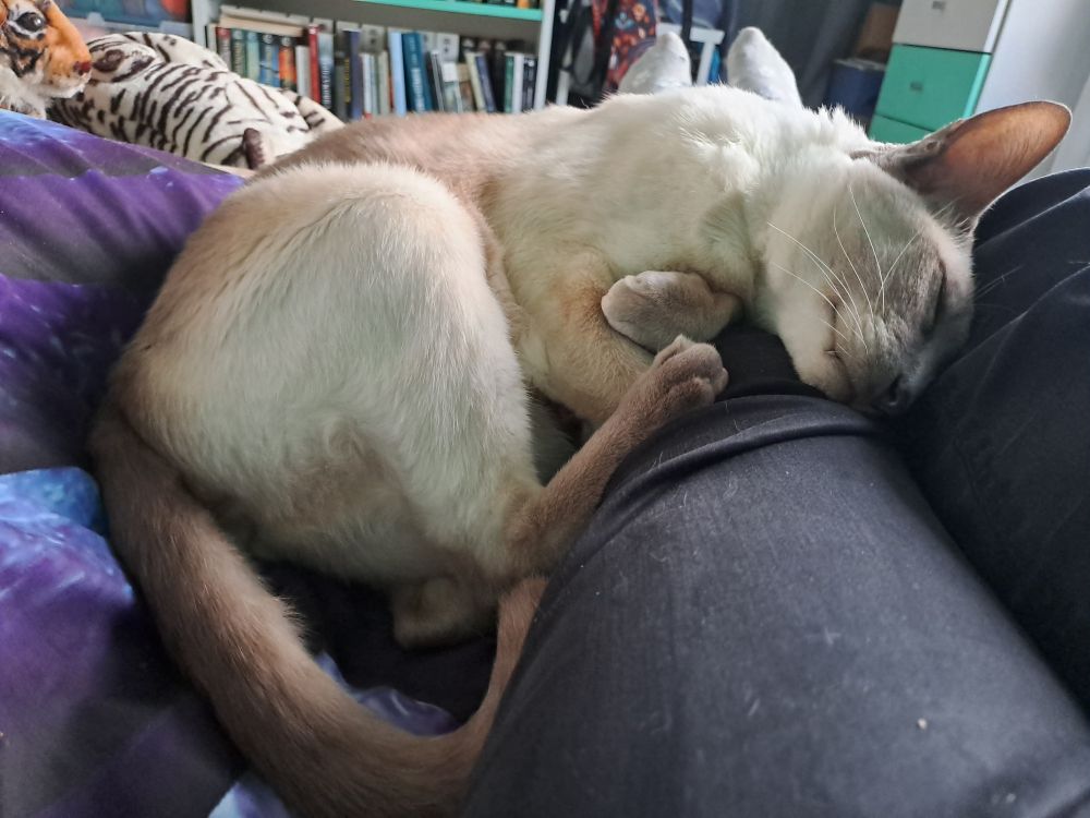 Chat siamois endormi sur mes jambes.