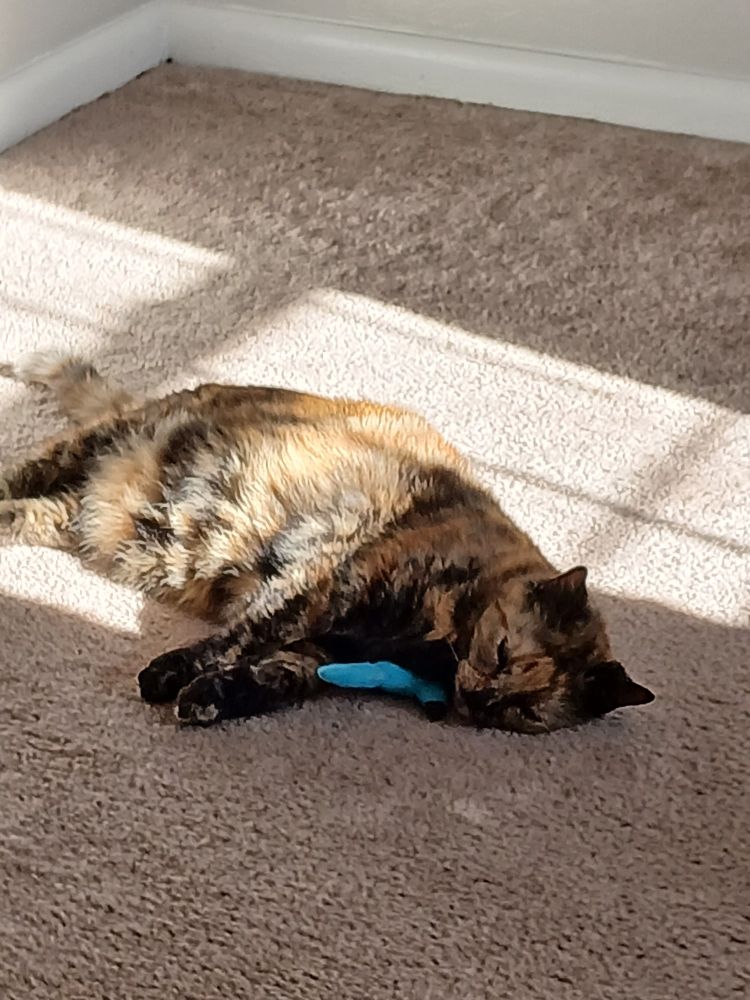 Cat laying in the sun with a toy