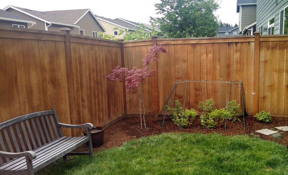 A tiny little Japanese Maple in 2014.