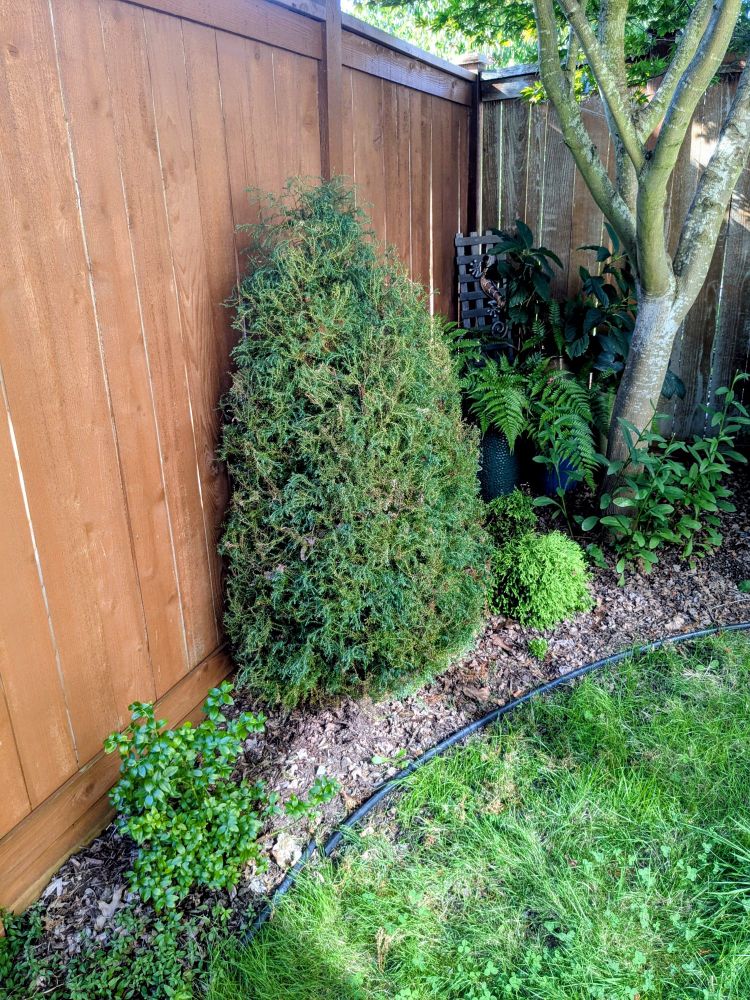 A fuzzy green bush that looks vaguely like Oscar the Grouch.