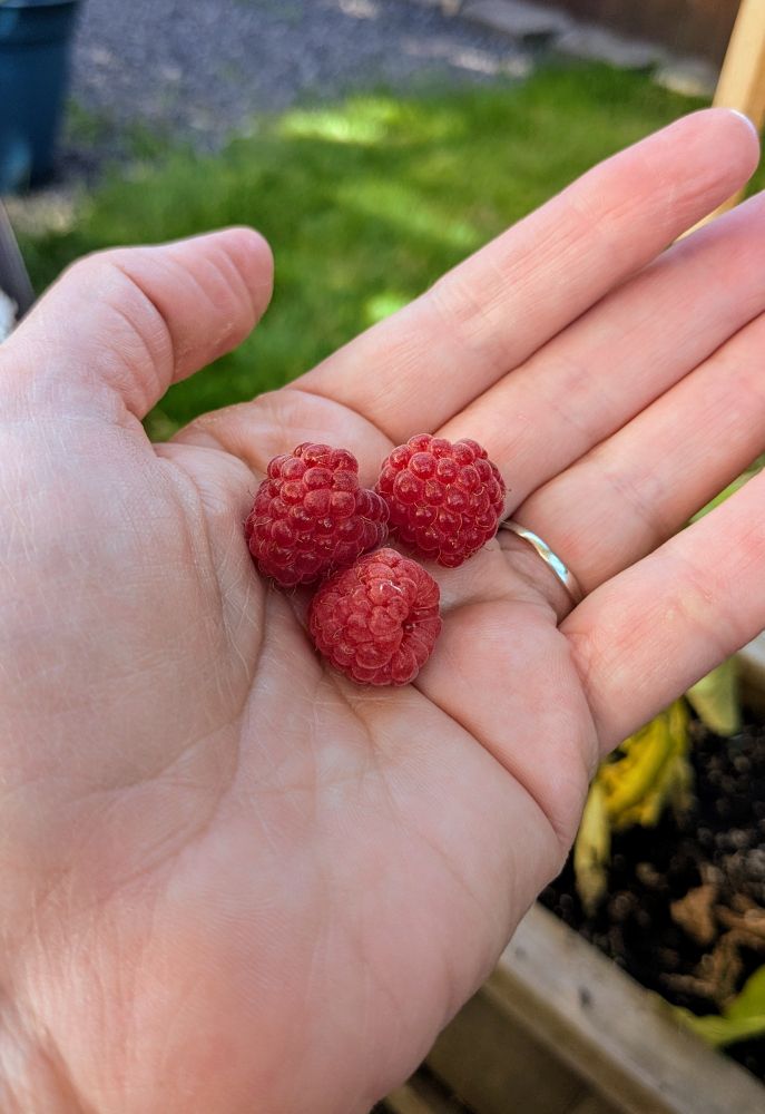 Three ripe raspberries on a hand.